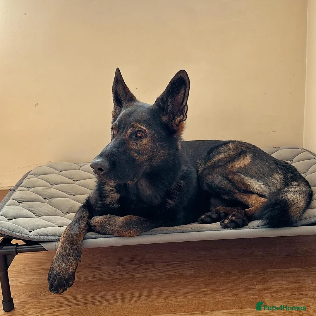German Shepherd dogs for sale: Czech (DDR) Working Line GSD-Experienced Home Only - Advert 2