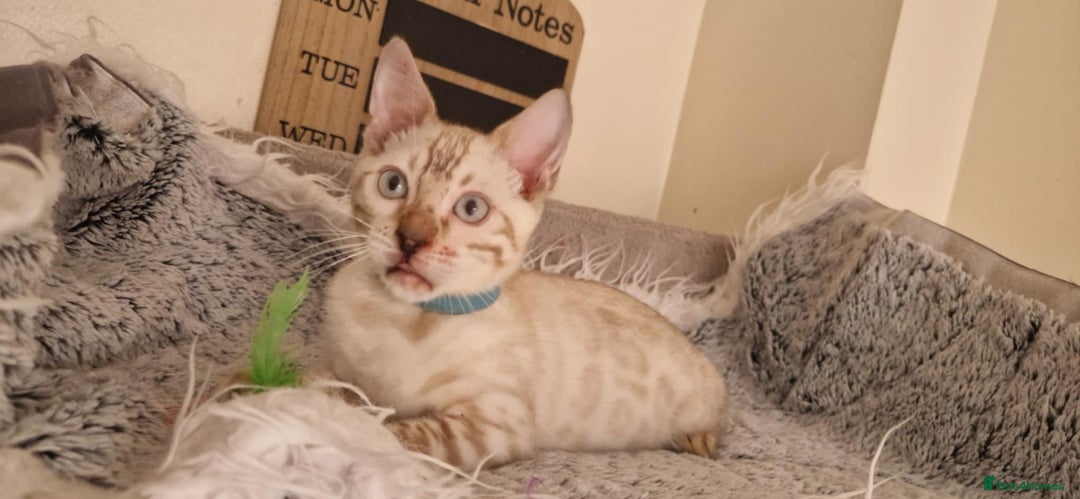 Bengal cats for sale: READY😍Snow bengal whit blue eyes💙last one LEFT  - Image 6