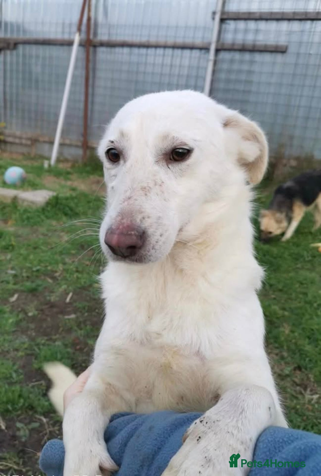 Mixed Breed dogs for adoption: MEET ALASKA - Image 3