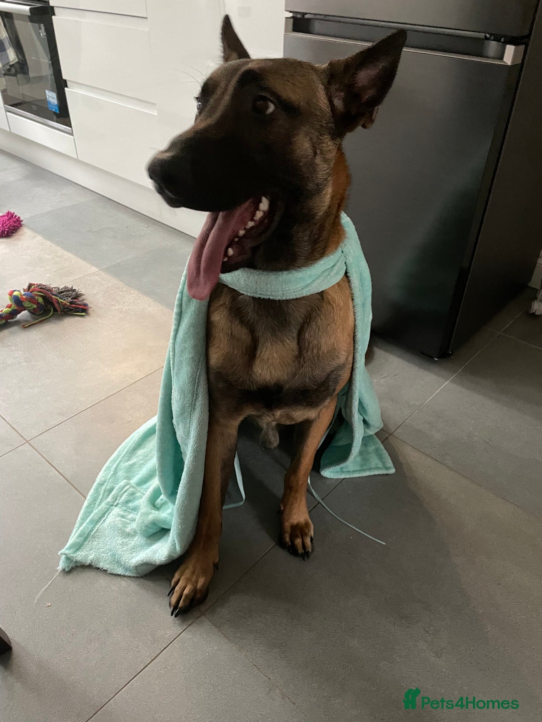 Belgian Shepherd Dog dogs for sale: Razer the malinois - Image 4