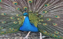 Peafowl poultry for sale: Peacocks, Peachicks, Peahens FOR SALE - Image 1