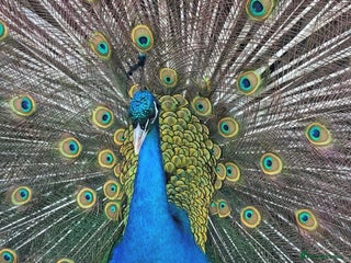 Peafowl poultry - Advert 4