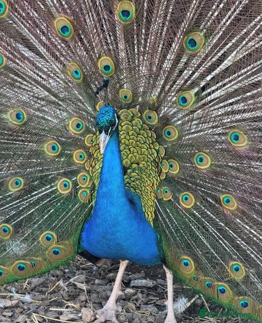 Peafowl poultry - Advert 1