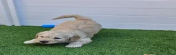 Goldendoodle dogs for sale: LAST girl left of Multigen.Goldendoodle Puppies!!! - Advert 21