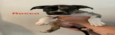 Rocco