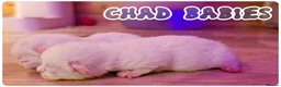 Munchkin cats for stud: Munchkin For Stud - Advert 6