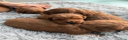 Labradoodle dogs for sale: ** 5 Beautiful Labradoodles Ready 29th November ** - Advert 20