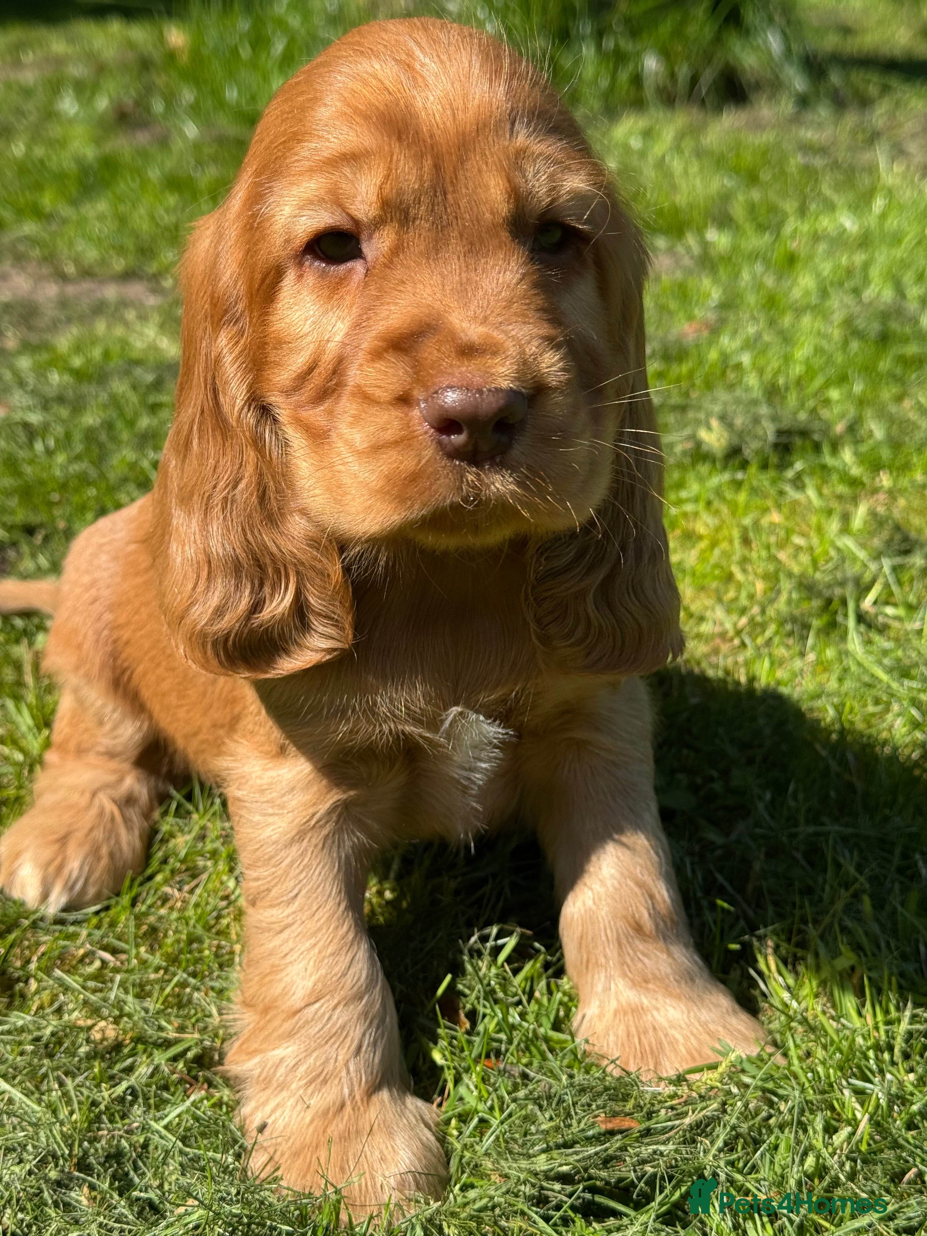 Cocker Spaniel dogs 100% SHOWTYPE KC REGISTERED HEALTH TESTED  - Advert 6