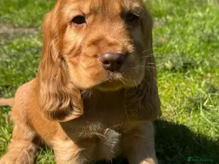 Cocker Spaniel dogs 100% SHOWTYPE KC REGISTERED HEALTH TESTED - Advert 6