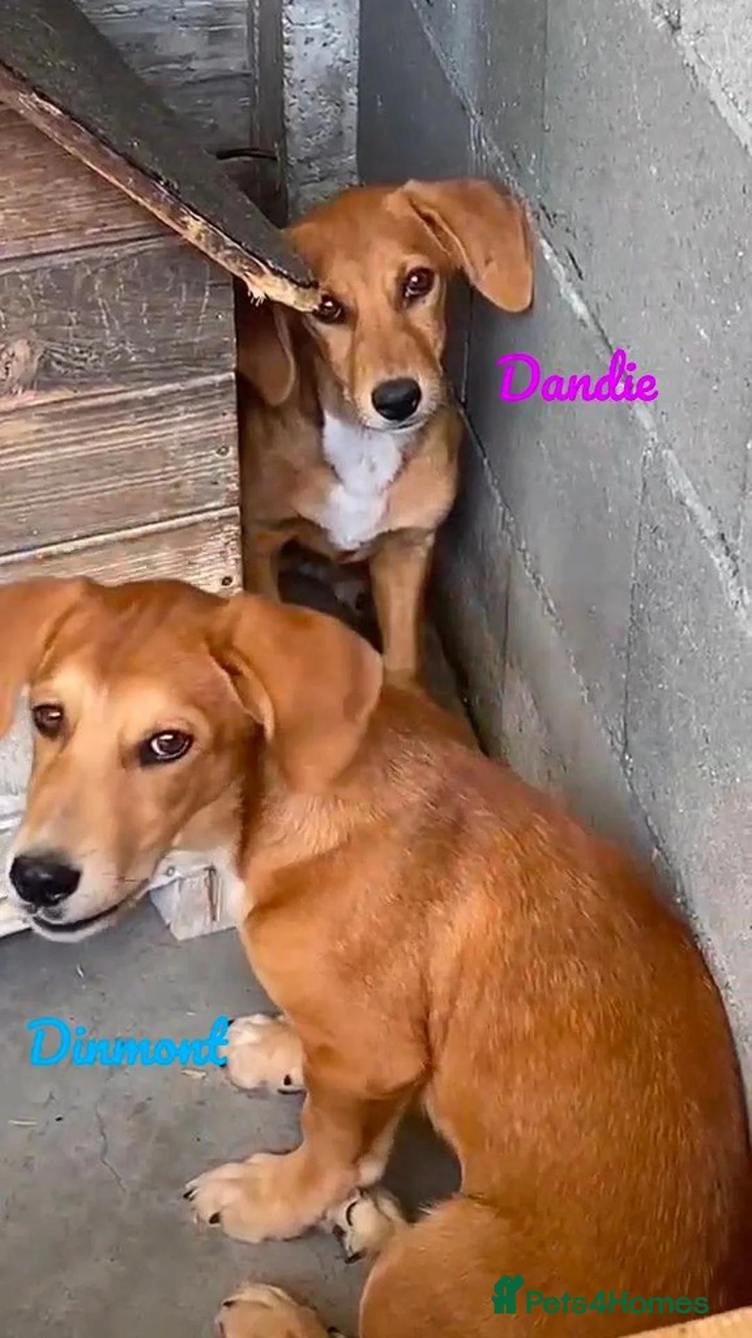Mixed Breed dogs for adoption: Dandie, 4 months approx. Available for adoption. - Advert 2