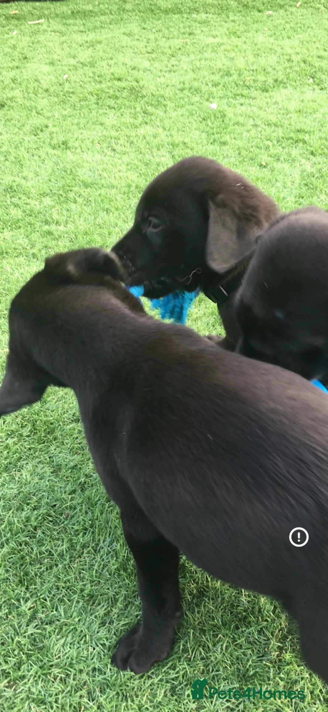 Labrador Retriever dogs for sale:  PEDIGREE FIELD TRIALS, WORKING OR PET PUPPIES  - Advert 2
