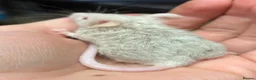 Mouse rodents for sale: Fancy Mice  - Advert 9