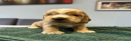 Cocker Spaniel dogs for sale: Stunning KC Pedigree Show type Cocker Spaniels - Advert 2