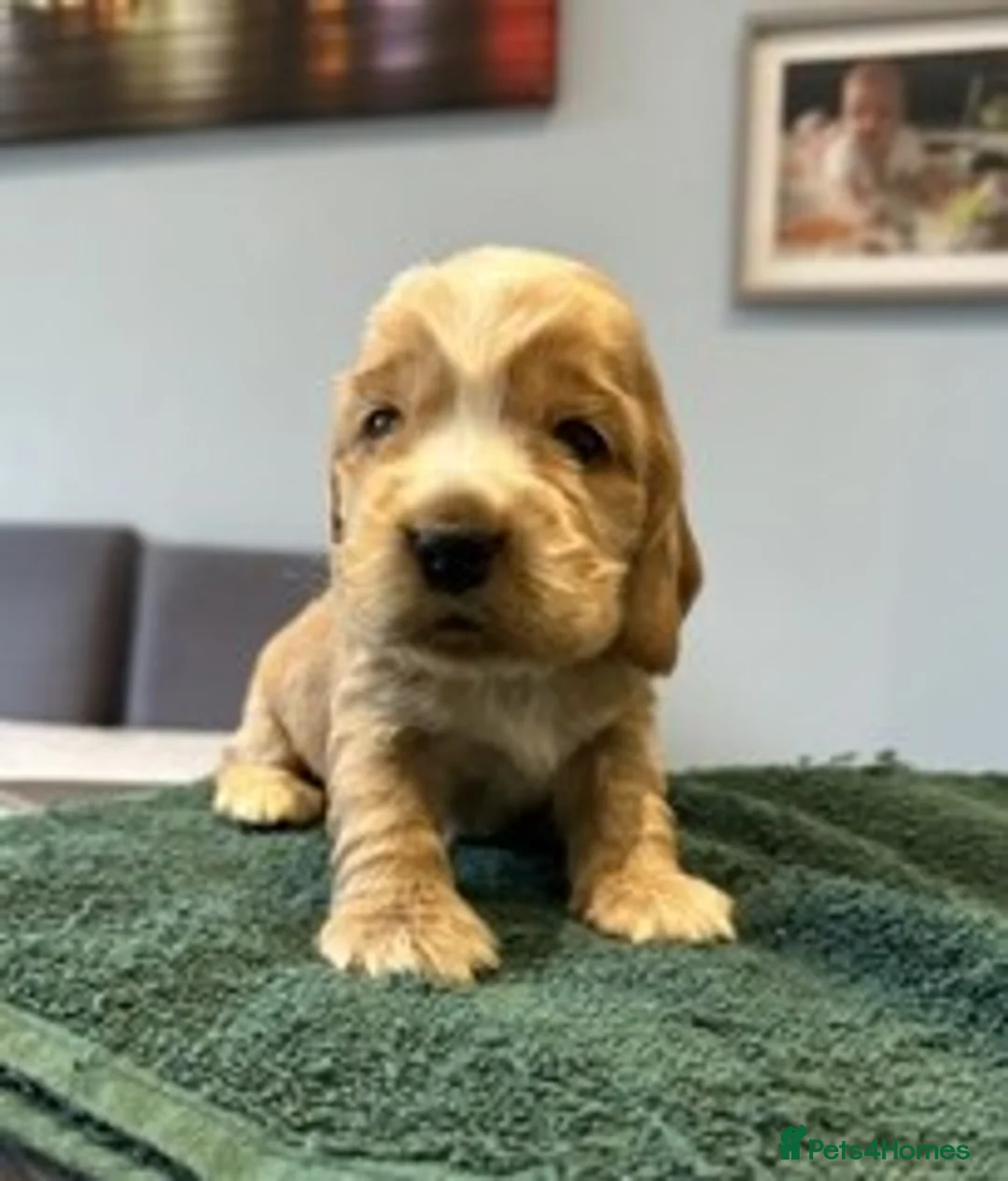 Cocker Spaniel dogs for sale: Stunning KC Pedigree Show type Cocker Spaniels - Advert 2