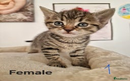 Mixed Breed cats for sale: Beautiful kittens for loving homes from 8th Aug  - Image 2