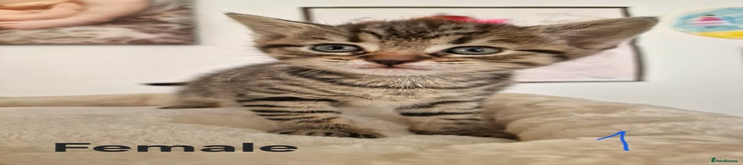 Kitten 1