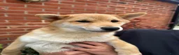 Japanese Shiba Inu dogs for sale: Shiba girls kc registered available  - Advert 11