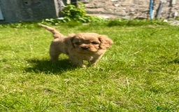 Cavalier King Charles Spaniel dogs for sale: Stunning cavalier King Charles spaniel puppies. - Image 26