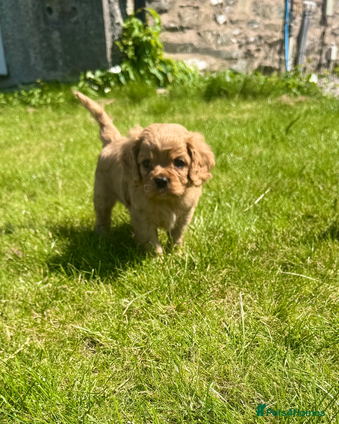 Cavalier King Charles Spaniel dogs for sale: Stunning cavalier King Charles spaniel puppies. - Image 26