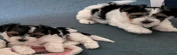Biewer Terrier dogs for sale: Biewer terrier puppies x 2 boys - Advert 8