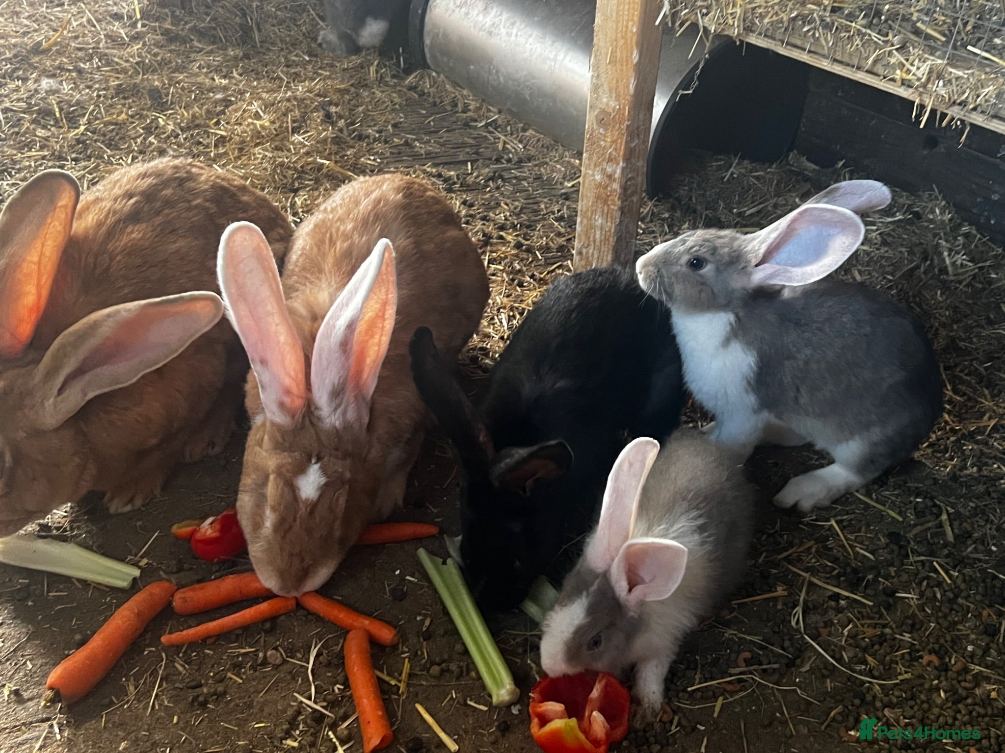 Continental Giant rabbits Beautiful continental babies  - Advert 1