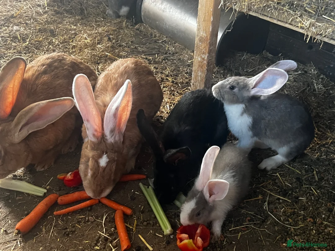Continental Giant rabbits for sale: Beautiful continental babies  - Advert 1