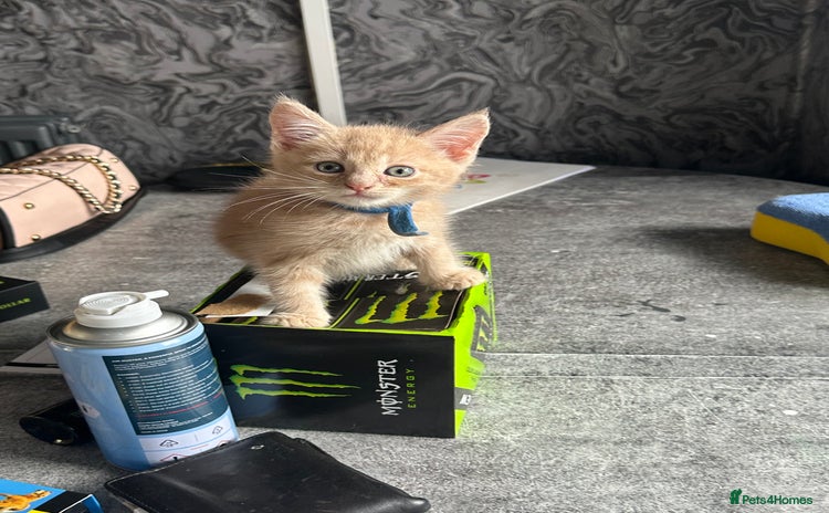 Maine Coon cats - Advert 10