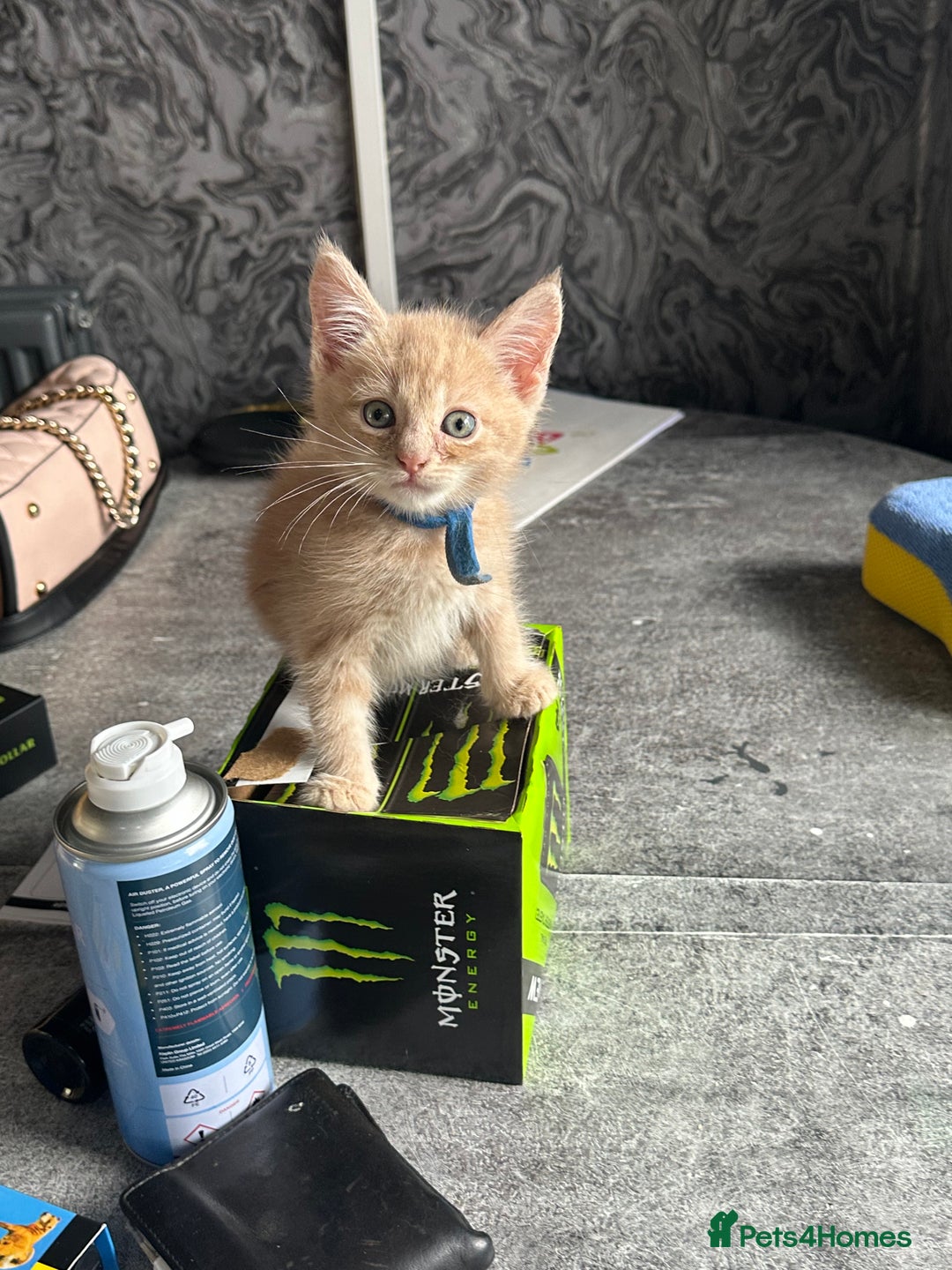 Maine Coon cats for sale: Mainecoon x  - Image 2