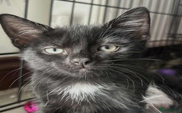 Domestic Shorthair cats for sale: 2 Gorgeous black kittens!!  - Image 4