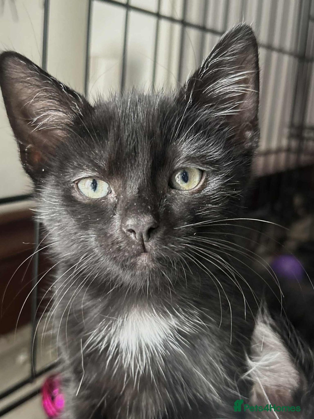 Domestic Shorthair cats for sale: 2 Gorgeous black kittens!!  - Image 4