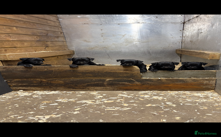 Mixed Breed dogs - Advert 16