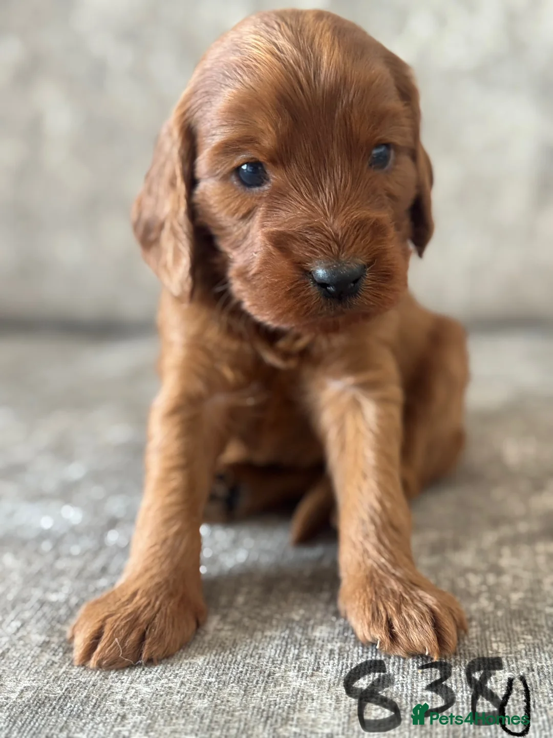 Cockapoo dogs for sale: BEAUTIFUL RED COCKAPOO PUPS HEALTH TESTED PARENTS - Advert 8