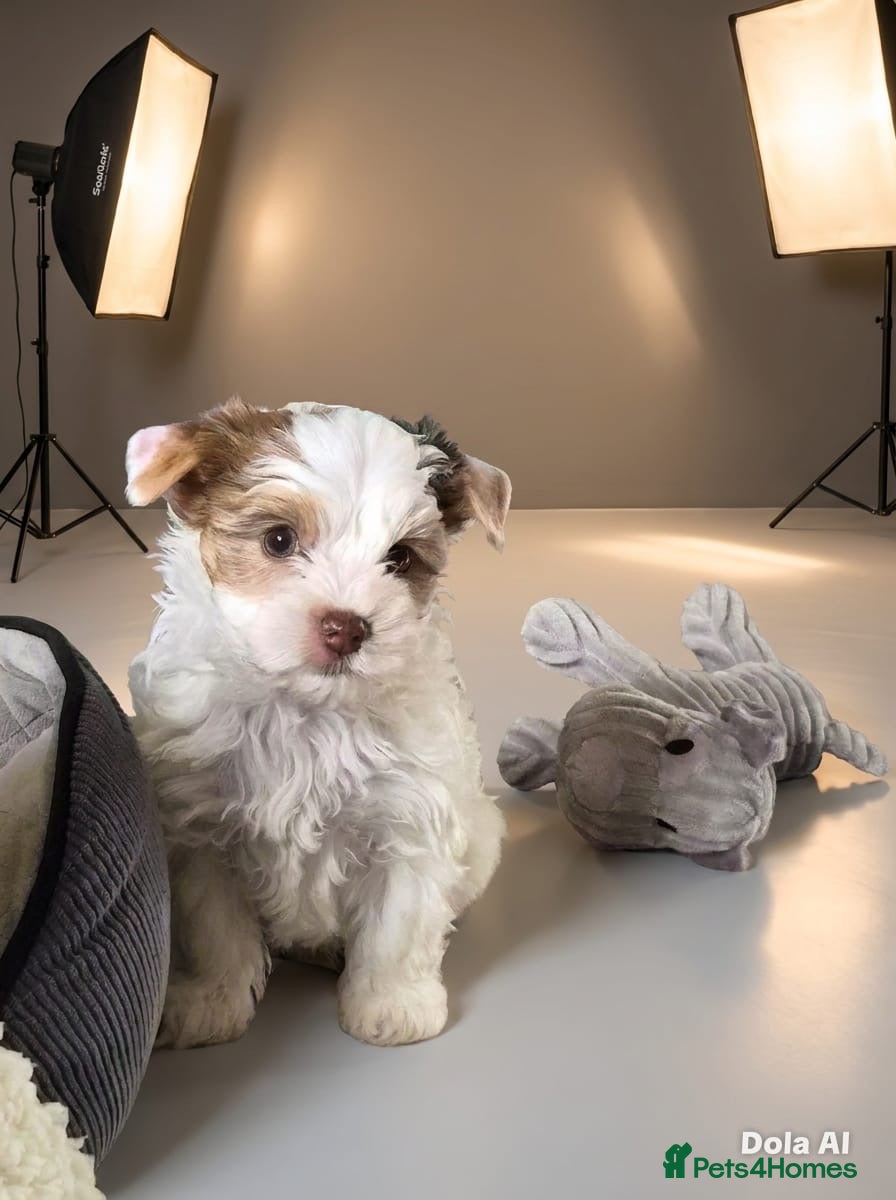 Yorkshire Terrier dogs Yorkie Puppies - Ready to Steal Your Hear! ✨🐾 - Advert 2