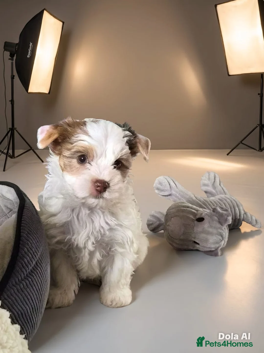 Yorkshire Terrier dogs for sale: Yorkie Puppies - Ready to Steal Your Hear! ✨🐾 - Advert 2