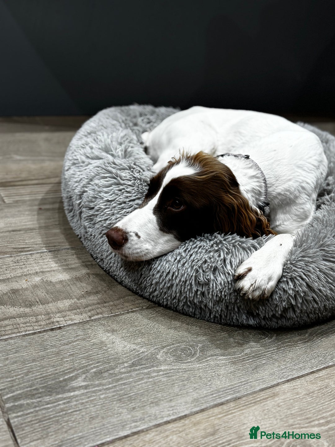 Sproodle dogs for sale: 💥 Rare Gorgeous Chocolate Merle Sproodles 🐶 - Advert 18