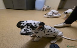 Dalmatian dogs for sale: 3 x male Dalmatian ready for 4eva homes. - Image 15