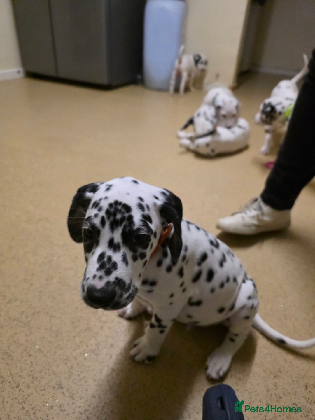 Dalmatian dogs for sale: 3 x male Dalmatian ready for 4eva homes. - Image 15