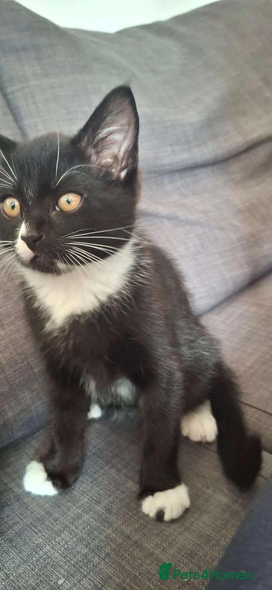Mixed Breed cats for sale: 🐾 Gorgeous Kitten Looking for a Loving Home 🐾 in St Albans - Advert 2