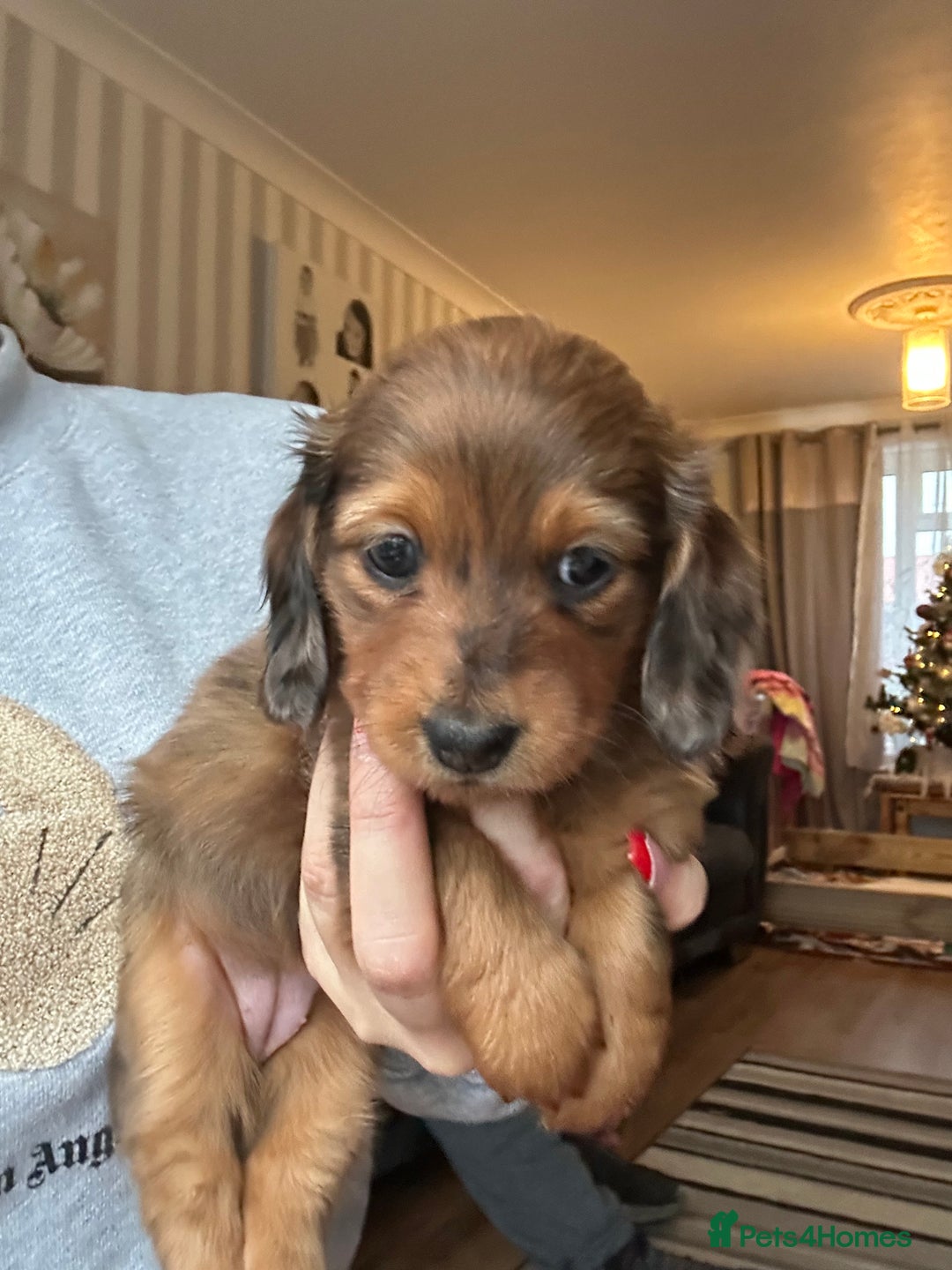 Miniature Dachshund dogs for sale: Miniature Dachounds  - Advert 4