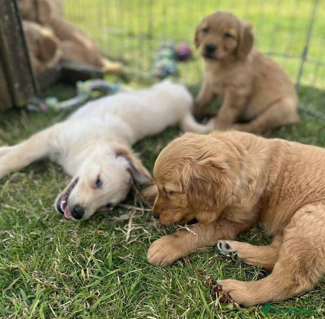 Golden Retriever dogs for sale: Beautiful KC Golden Retriever Puppies - Image 25