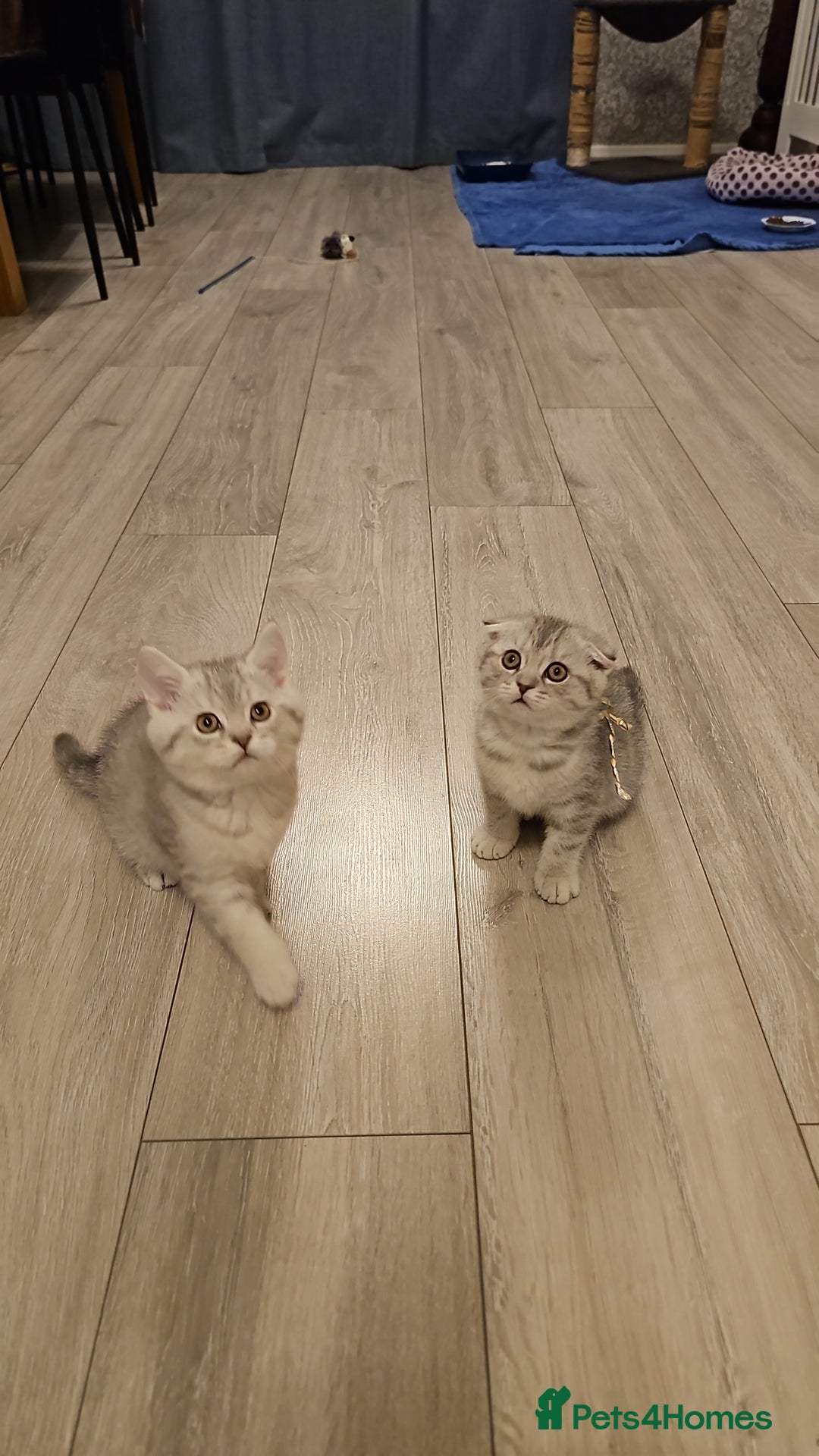 Scottish Fold cats for sale: 2 Adorable Scottish fold kittens left  - Advert 15