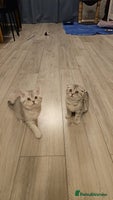 Scottish Fold cats 2 Adorable Scottish fold kittens left - Advert 1