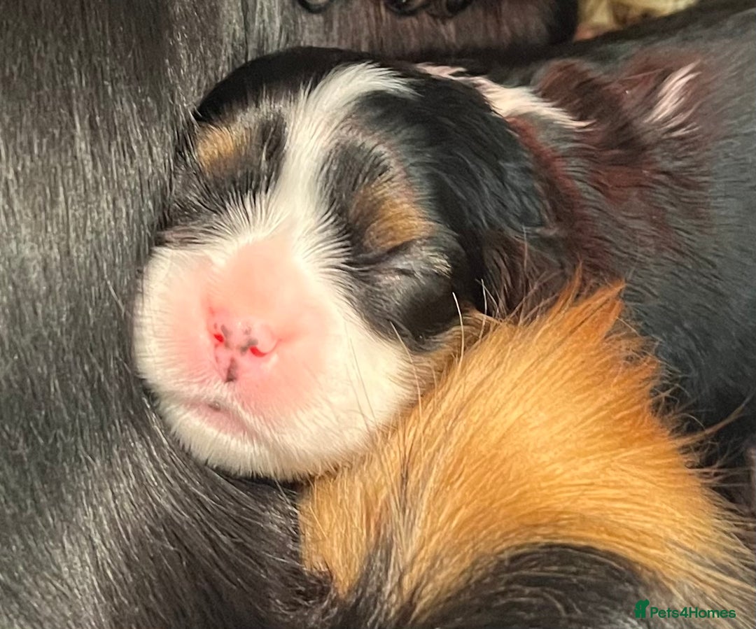 Cavalier King Charles Spaniel dogs for sale: Extensively health tested KC reg cavalier boys - Advert 15