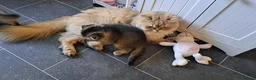 Scottish Fold cats for sale: Tica Registered scottish straigh for breeding  - Advert 4