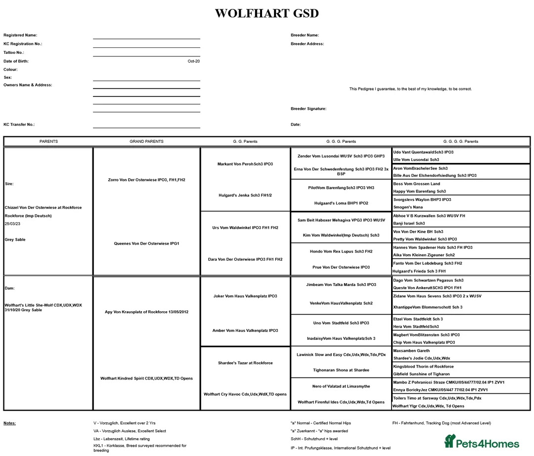 German Shepherd dogs for sale: Exceptional KC Health tested L/C Puppies  - Advert 8