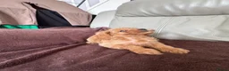 Toy Poodle dogs for sale: 5 Adorable Toy Poodle Puppies - Advert 15