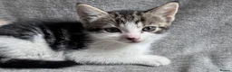 Mixed Breed cats for sale: Adorable Mixed-Breed Kittens Ready for Loving Home - Advert 14