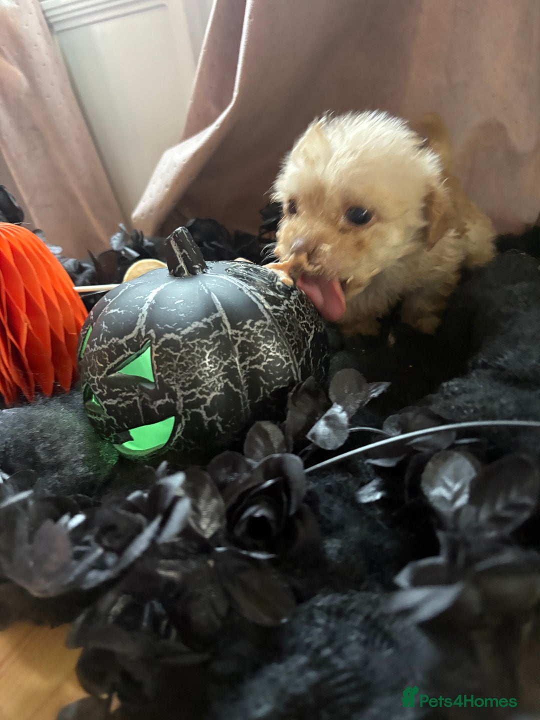 Poochon dogs for sale: READY FOR HER NEW PAW PACK  - Advert 23