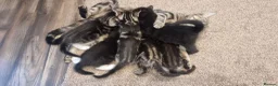 Mixed Breed cats for sale: Beautiful Kittens Ready for Their Forever Homes in Stirling - Advert 17
