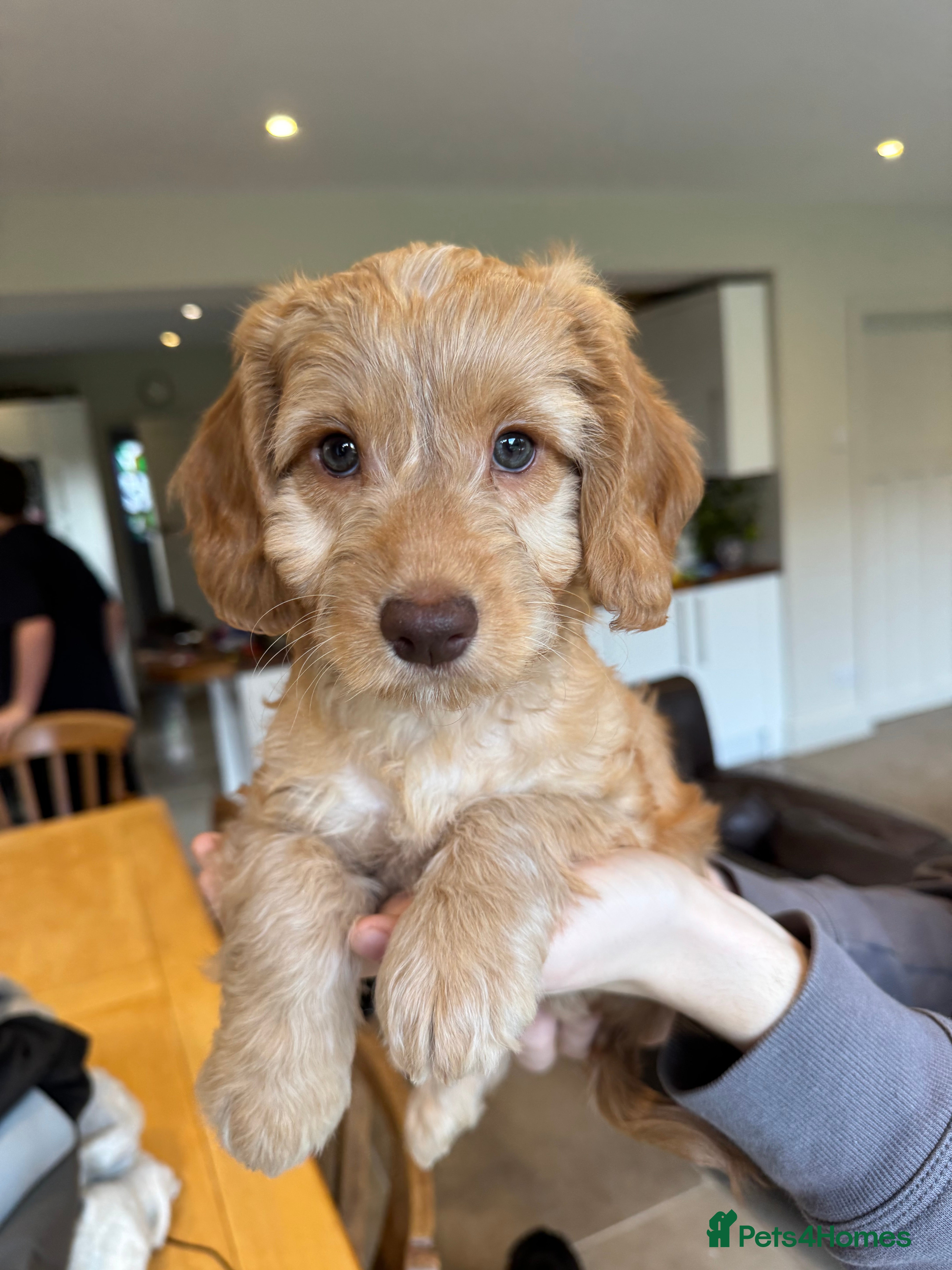 Mixed Breed dogs Sprockerpoo puppies for sale - Advert 6